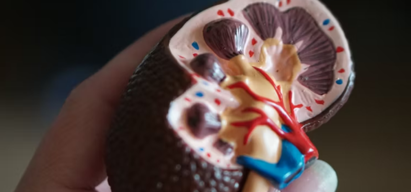 Your Kidneys Work Hard—Are You Taking Care of Them?