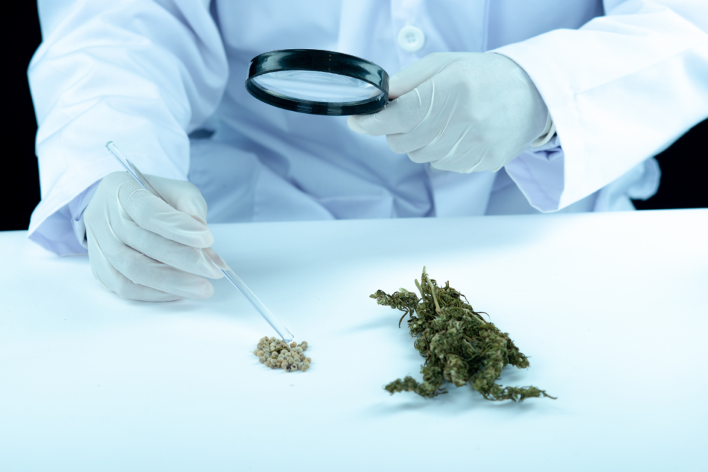 The Future of Medical Cannabis Strains