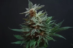 Cannabis